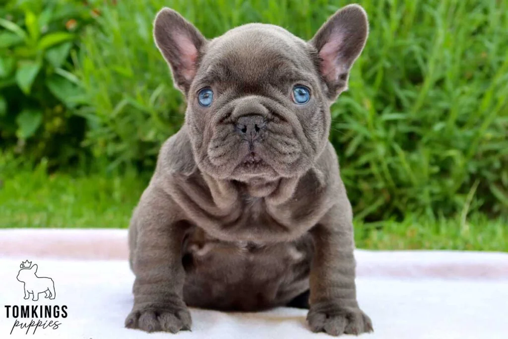 Brodie, available French Bulldog puppy at TomKings Puppies