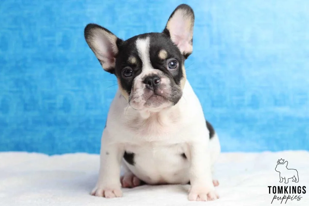 Buffalo, available French Bulldog puppy at TomKings Puppies