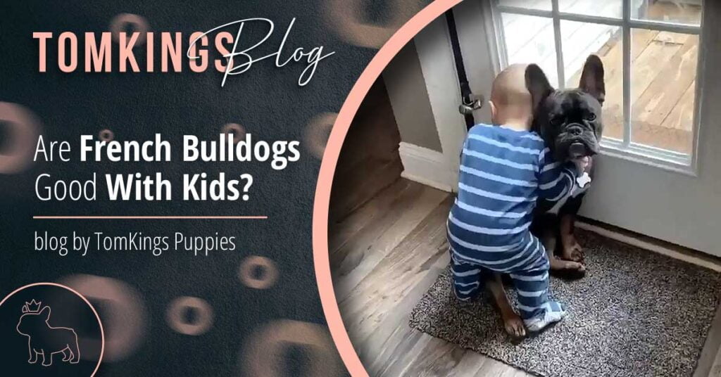 Are French Bulldogs Good With Kids? - TomKings Puppies Blog
