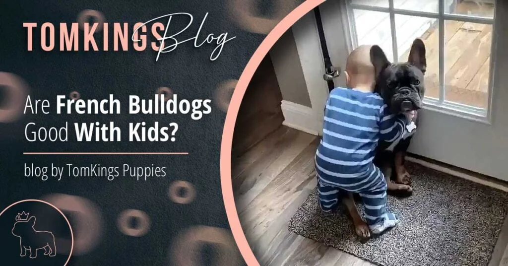 Are French Bulldogs Good With Kids? - TomKings Puppies Blog