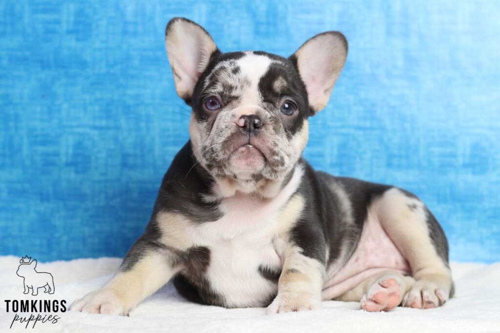 Frida, available French Bulldog puppy at TomKings Puppies