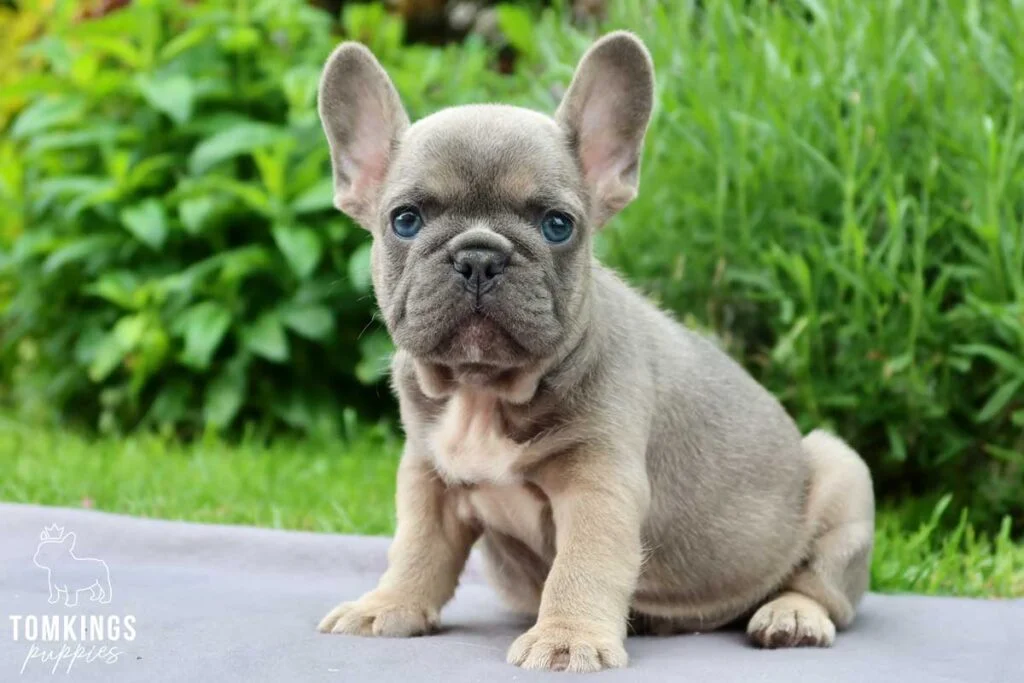 Hadrian, available French Bulldog puppy at TomKings Puppies