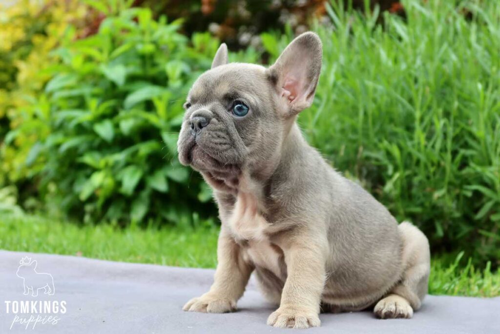 Hadrian, available French Bulldog puppy at TomKings Puppies