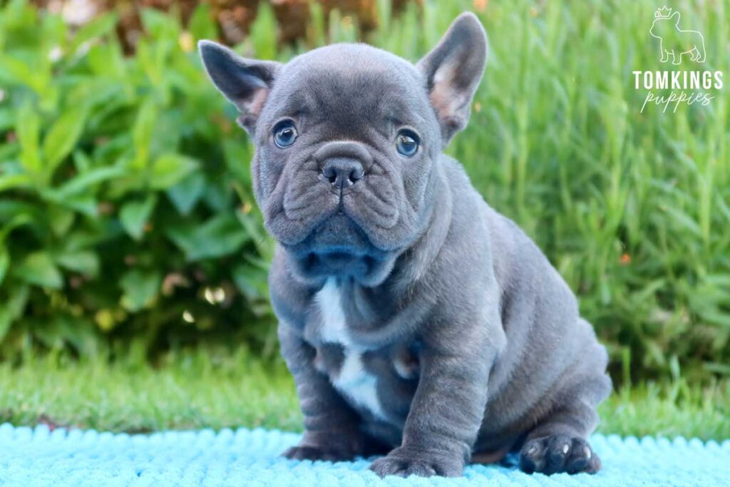 Horatio, available French Bulldog puppy at TomKings Puppies