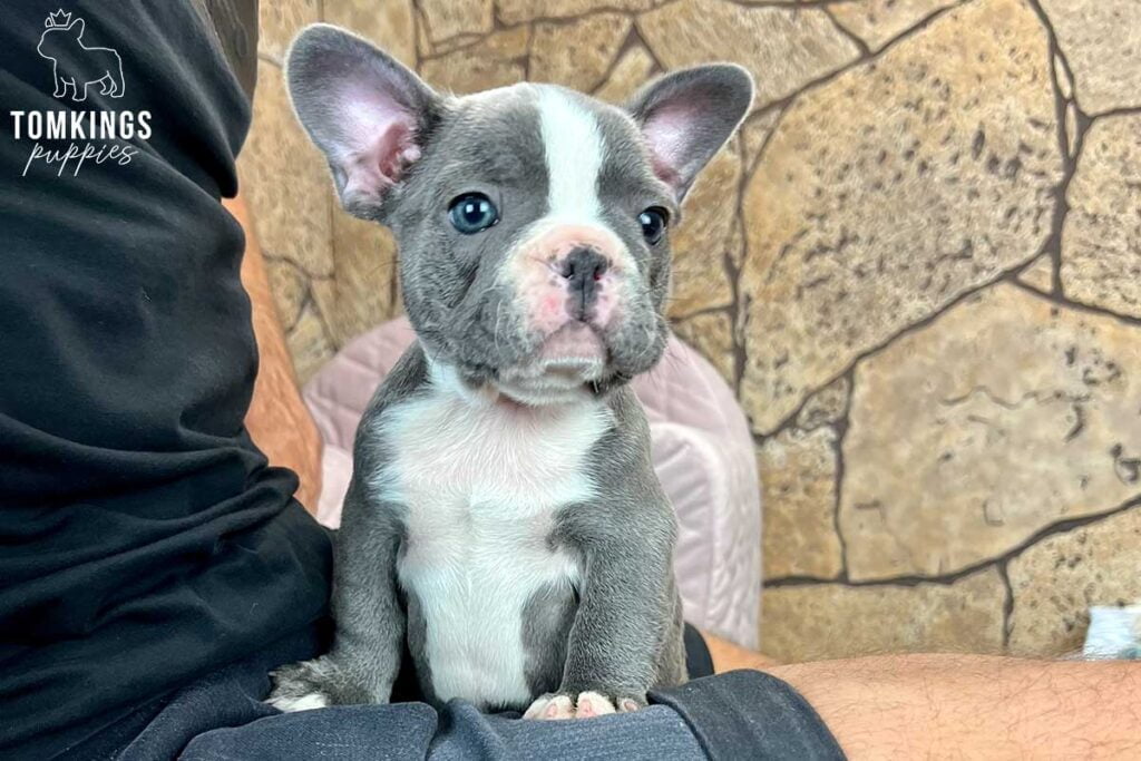 Jacinda, available French Bulldog puppy at TomKings Puppies