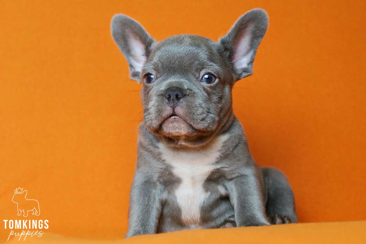 Lilac French Bulldog - TomKings Puppies