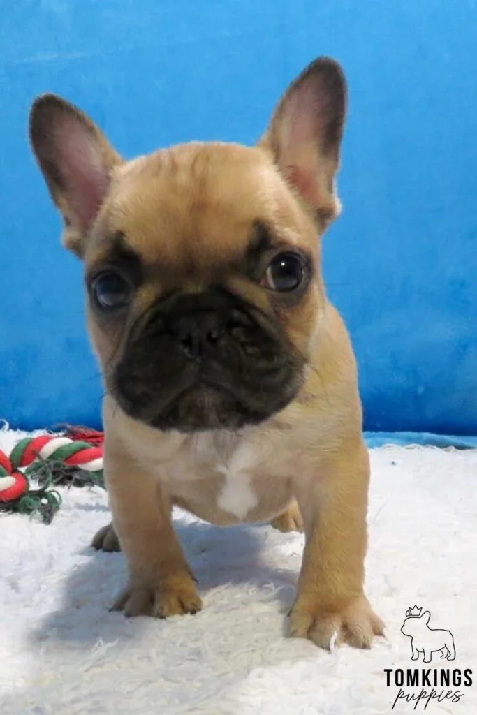 Red Fawn French Bulldog at TomKings Puppies