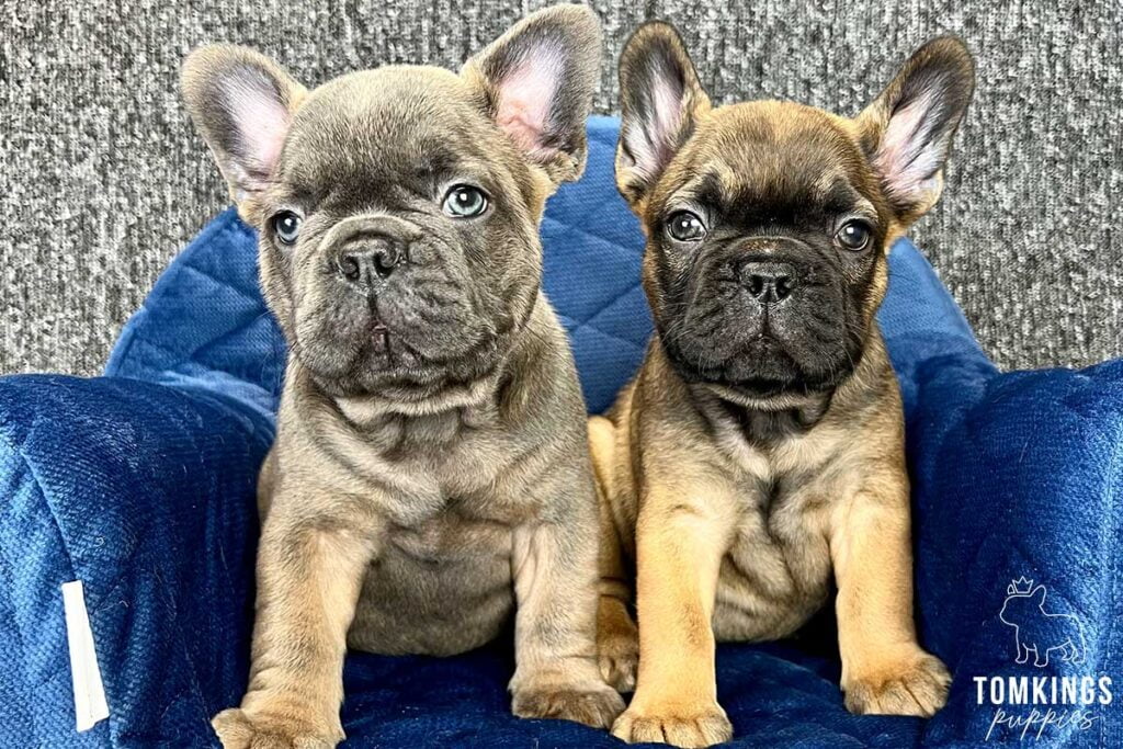Beckett, available French Bulldog puppy at TomKings Puppies