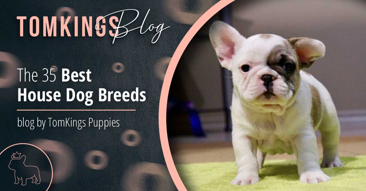 The 35 Best House Dog Breeds - TomKings Kennel