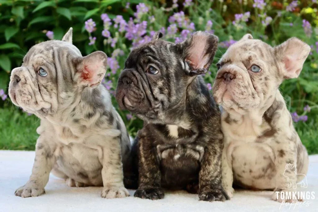 Big Rope French Bulldog - TomKings Puppies