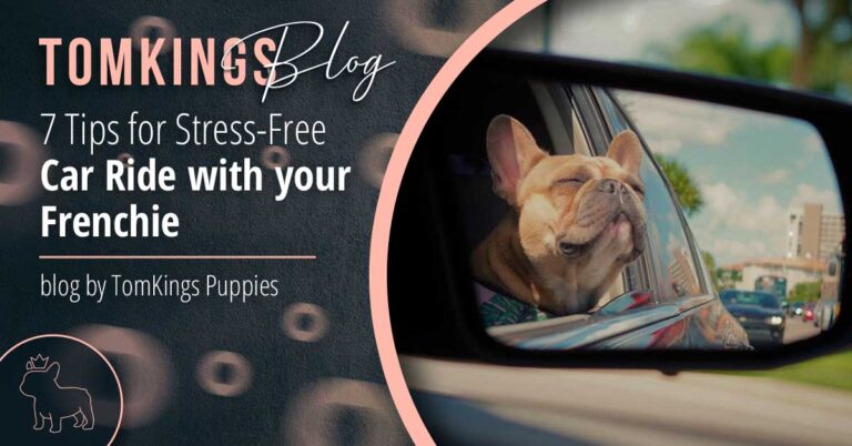 7 Tips for Stress-Free Car Ride with your Frenchie - TomKings Blog