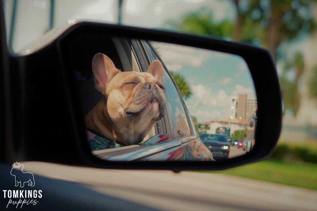 7 Tips for Stress-Free Car Ride with your Frenchie - TomKings Blog