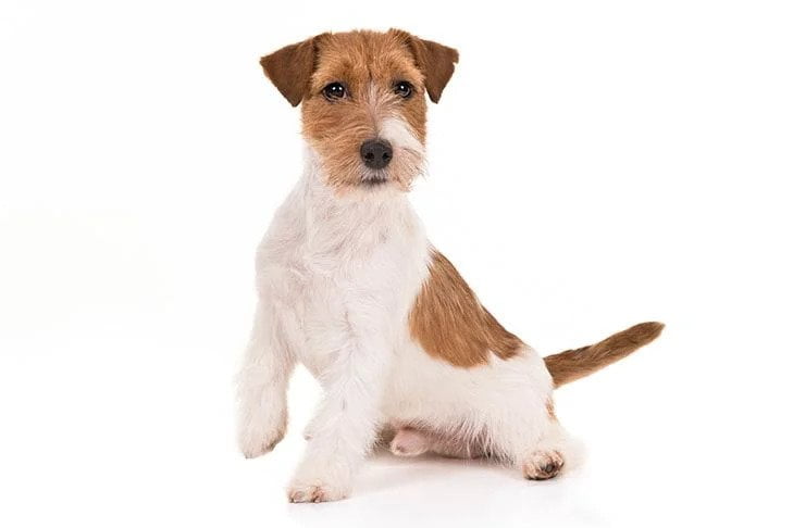 Jack Russell Terrier. TomKings Blog
