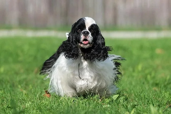 Cocker Spaniel. TomKings Blog