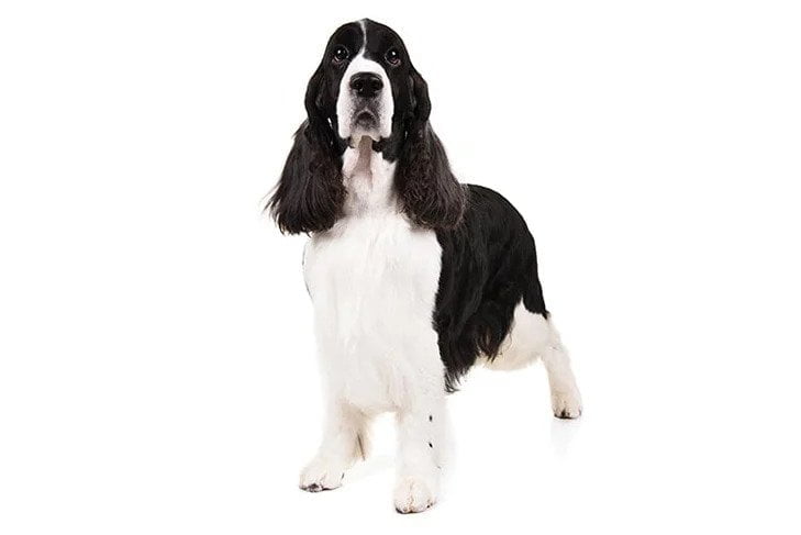 English Springer Spaniel. TomKings Blog