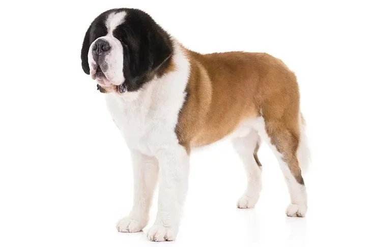 Saint Bernard. TomKings Blog