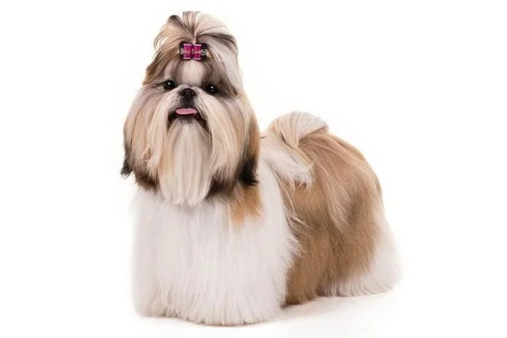 Shih Tzu. TomKings Blog