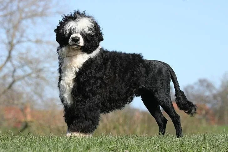 Portuguese Water Dog. TomKings Blog