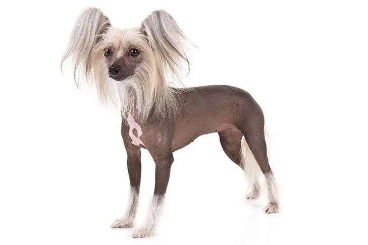 Chinese Crested. TomKings Blog