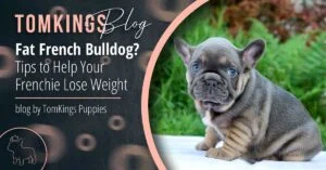 Fat French Bulldog? Tips to Help Your Frenchie Lose Weight - TomKings Puppies Blog