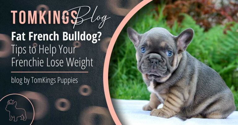Fat French Bulldog? Tips to Help Your Frenchie Lose Weight - TomKings Puppies Blog