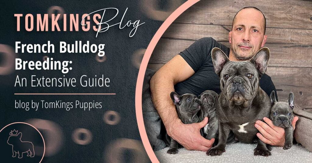 French Bulldog Breeding: An Extensive Guide - TomKings Blog