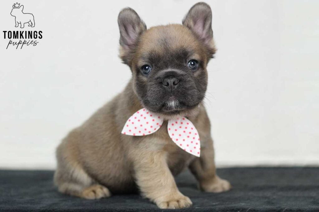 Katya, available Fluffy French Bulldog puppy at TomKings Puppies