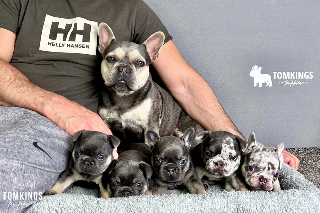 TomKings Puppies Breeding program