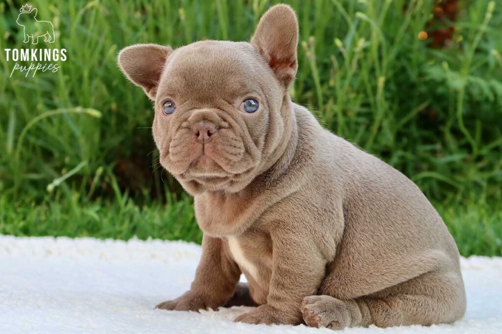 Primrose, available French Bulldog puppy at TomKings Puppies