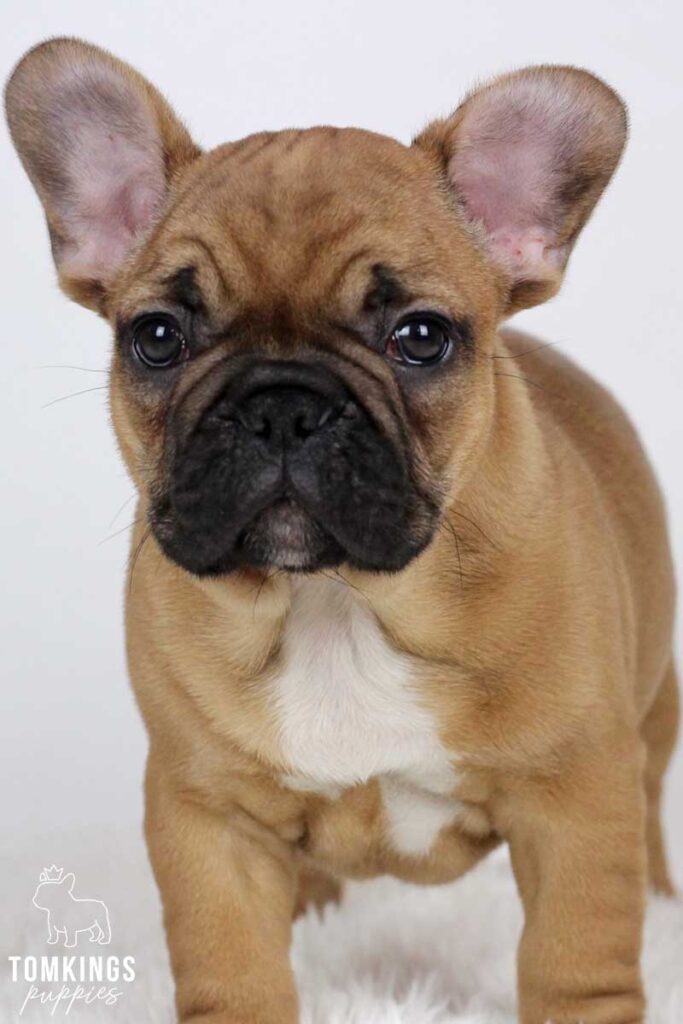 Red French Bulldog - TomKings Puppies
