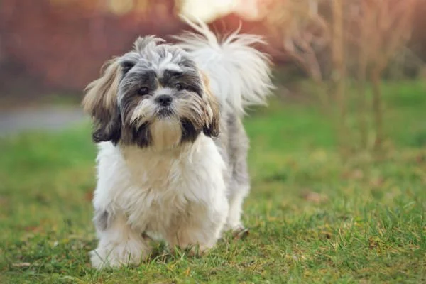 Shih Tzu. TomKings Blog