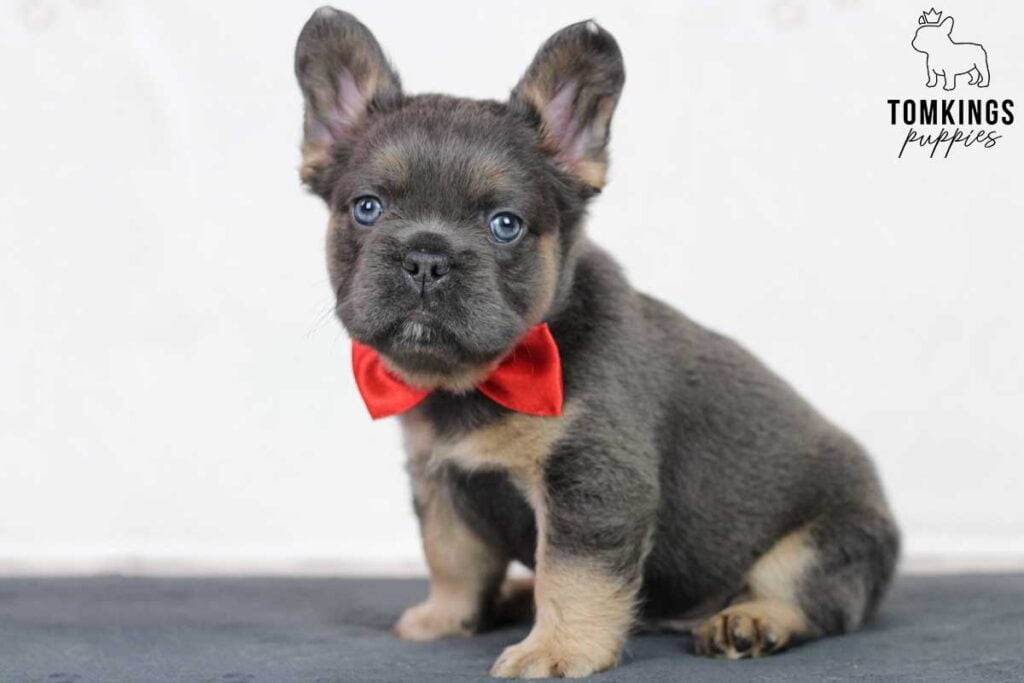 Sirius, available Fluffy French Bulldog puppy at TomKings Puppies