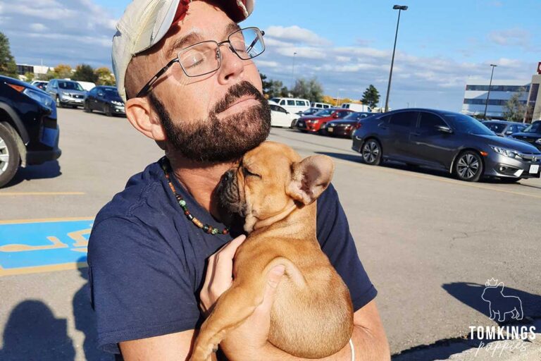 Happy Frenchie Family - TomKings Puppies