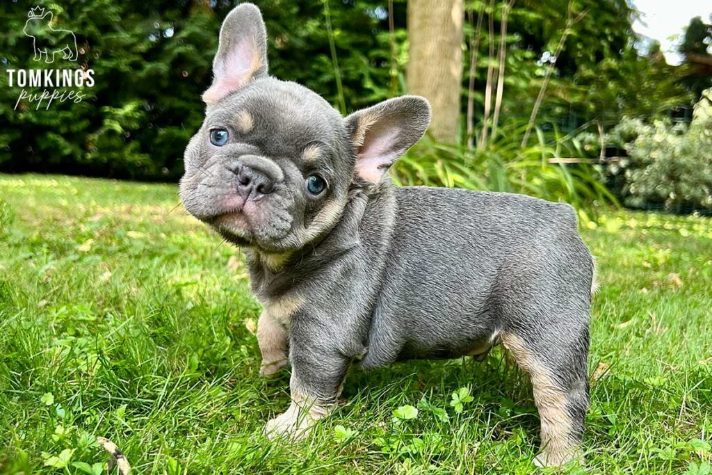 Amadeus, available French Bulldog puppy at TomKings Puppies
