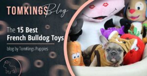 The 15 Best French Bulldog Toys - TomKings Blog