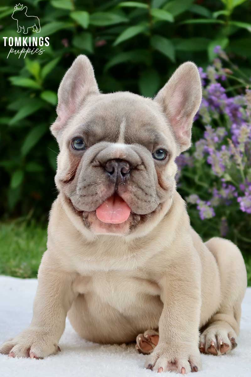 Big Rope French Bulldog - TomKings Puppies