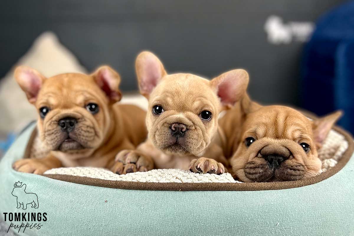 Big Rope French Bulldog - TomKings Puppies