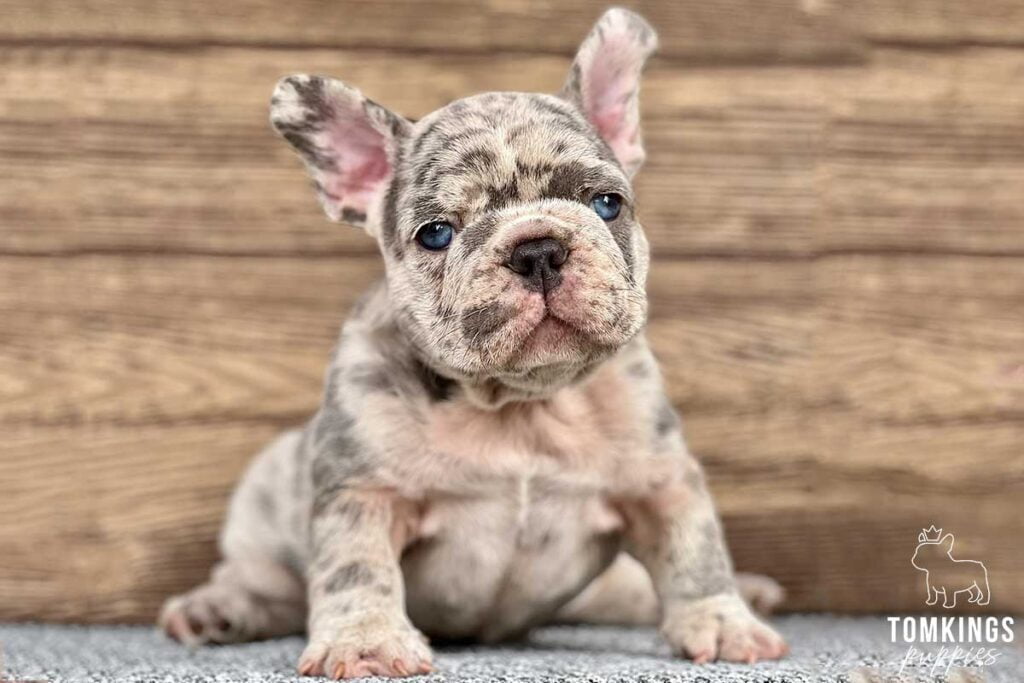 Draven, available French Bulldog puppy at TomKings Puppies