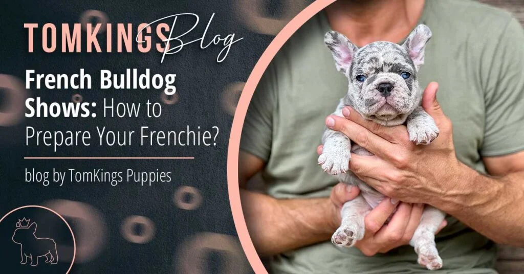 French Bulldog Shows: How to Prepare Your Frenchie? - TomKings Blog