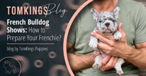 French Bulldog Shows: How to Prepare Your Frenchie? - TomKings Blog
