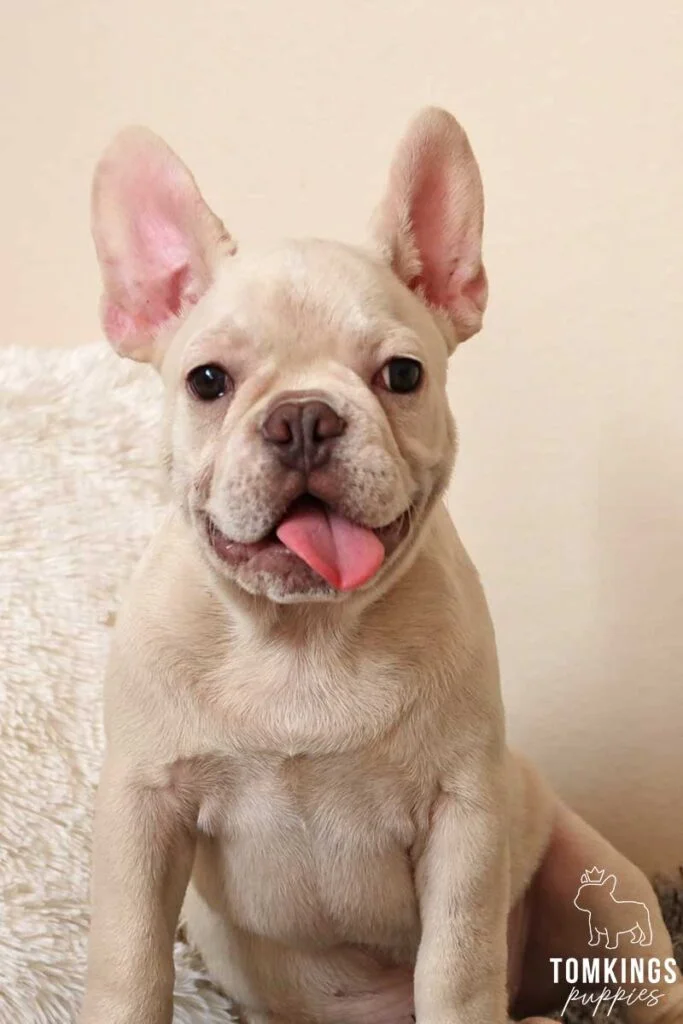 Platinum French Bulldog - TomKings Puppies