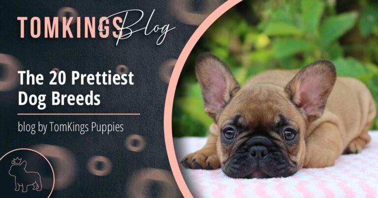 The 20 Prettiest Dog Breeds - TomKings Blog