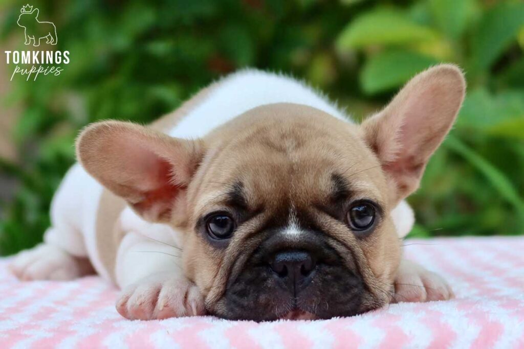 Beverly, available French Bulldog puppy at TomKings Puppies