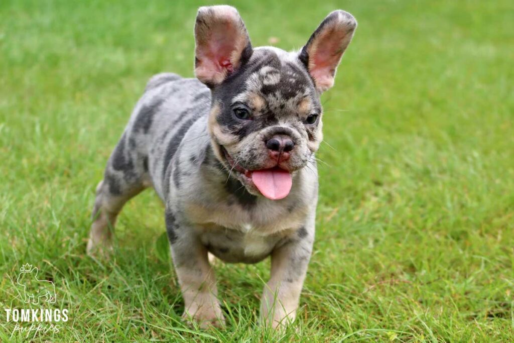 Caius, available French Bulldog puppy at TomKings Puppies