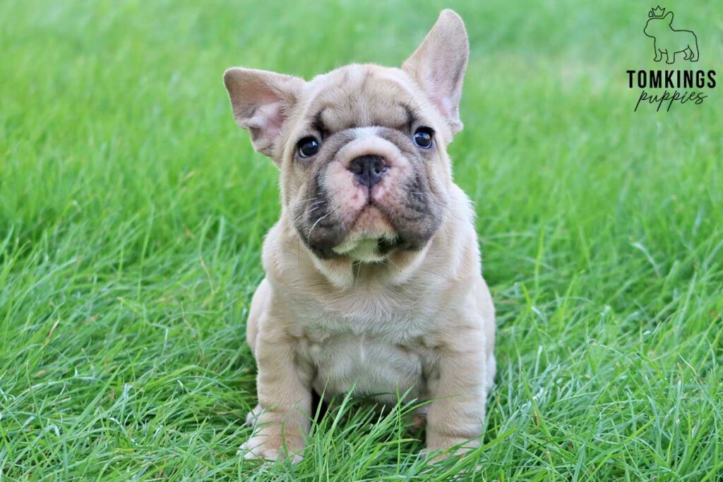 Colt, available French Bulldog puppy at TomKings Puppies