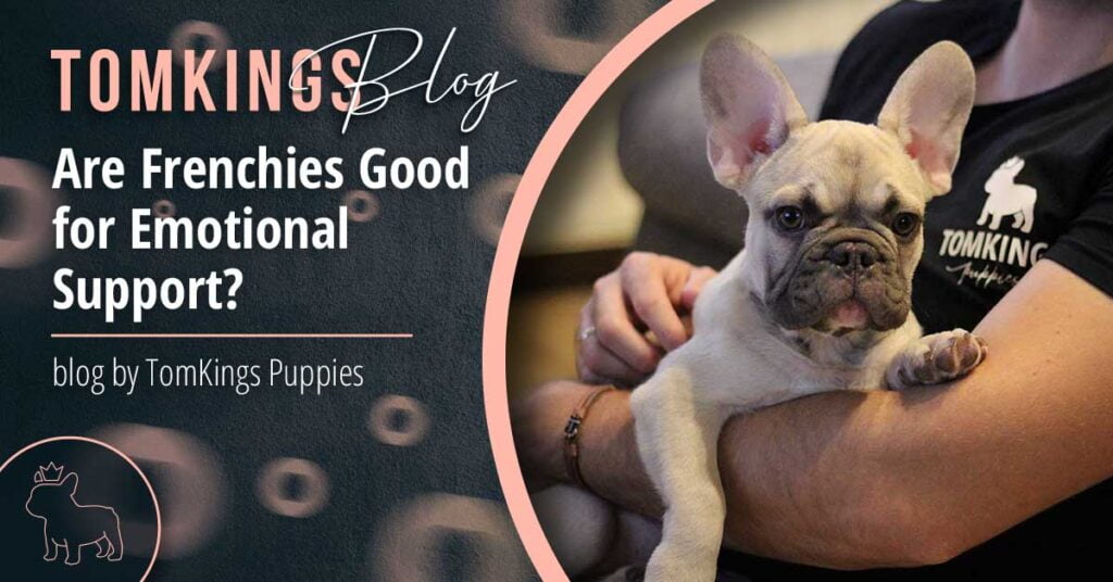 Are Frenchies Good for Emotional Support? - TomKings Blog