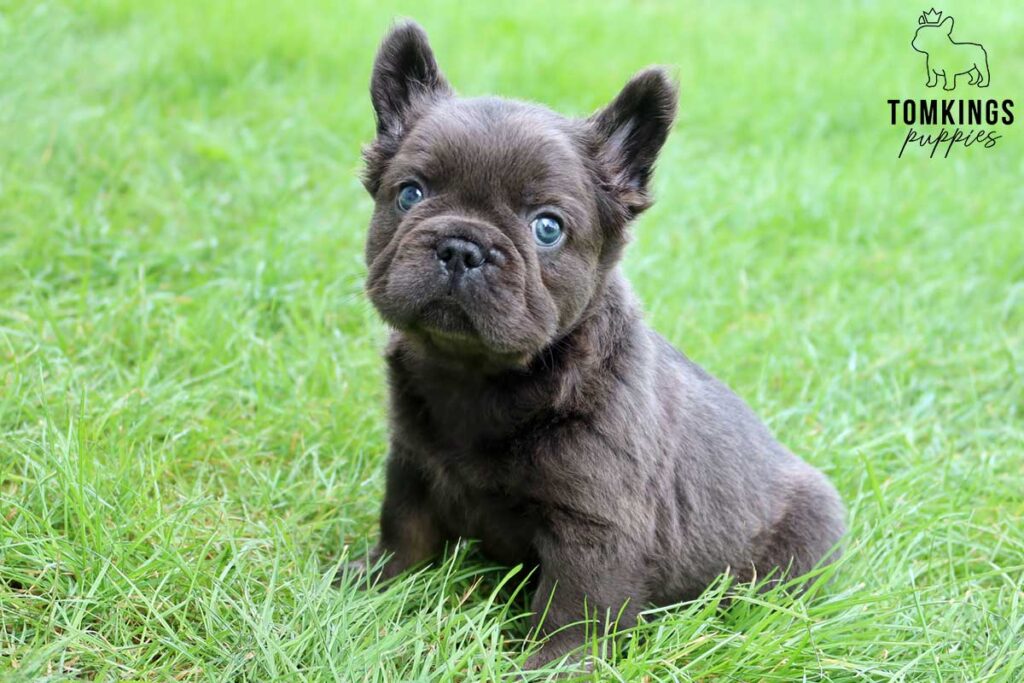 Hawk, available Fluffy French Bulldog puppy at TomKings Puppies