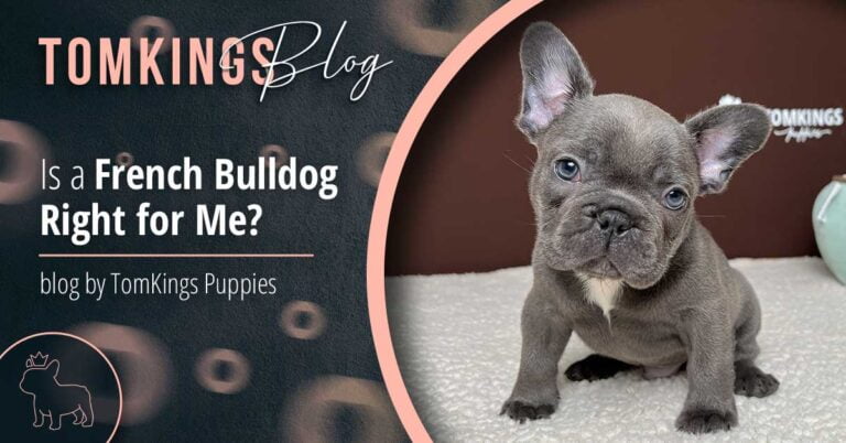 Is a French Bulldog Right for Me? - TomKings Blog