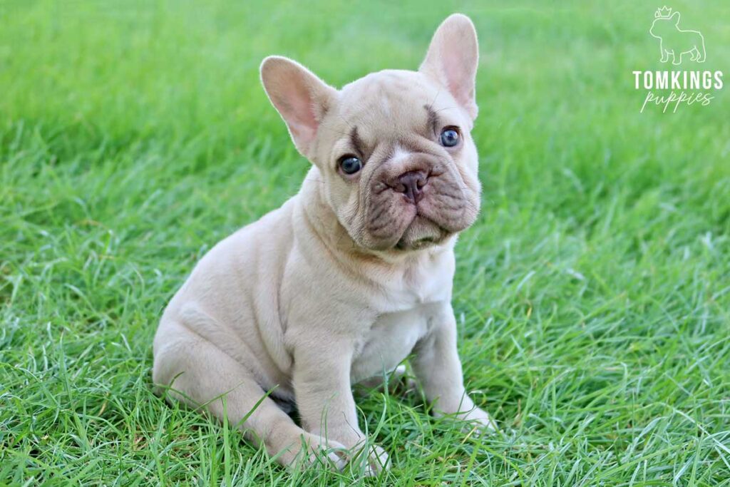 Jinx, available French Bulldog puppy at TomKings Puppies