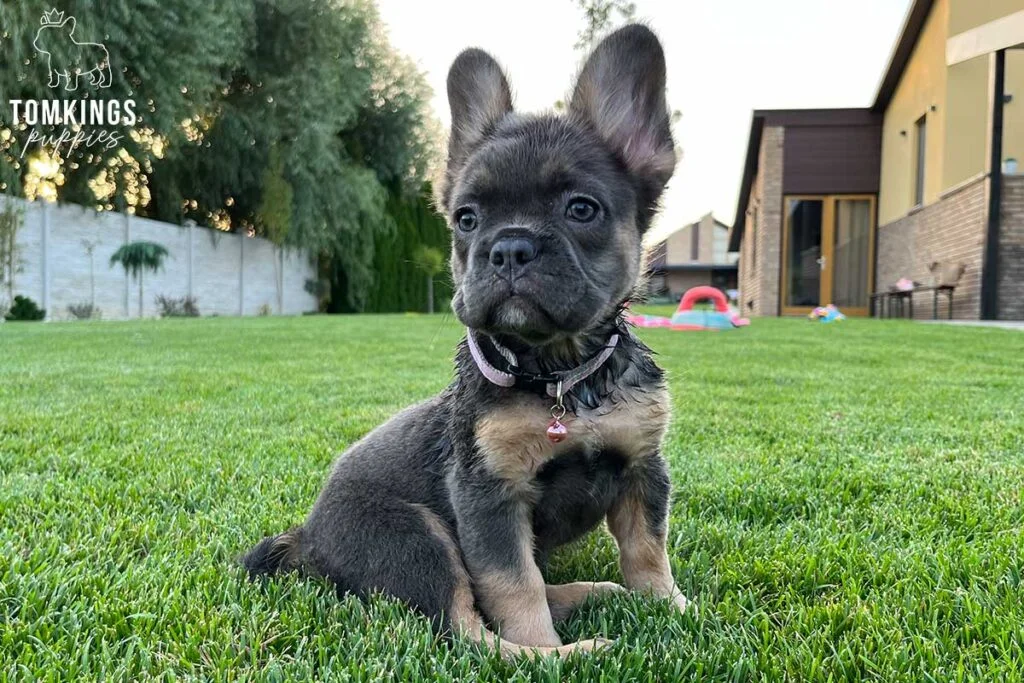 Kalina, available Fluffy French Bulldog puppy at TomKings Puppies